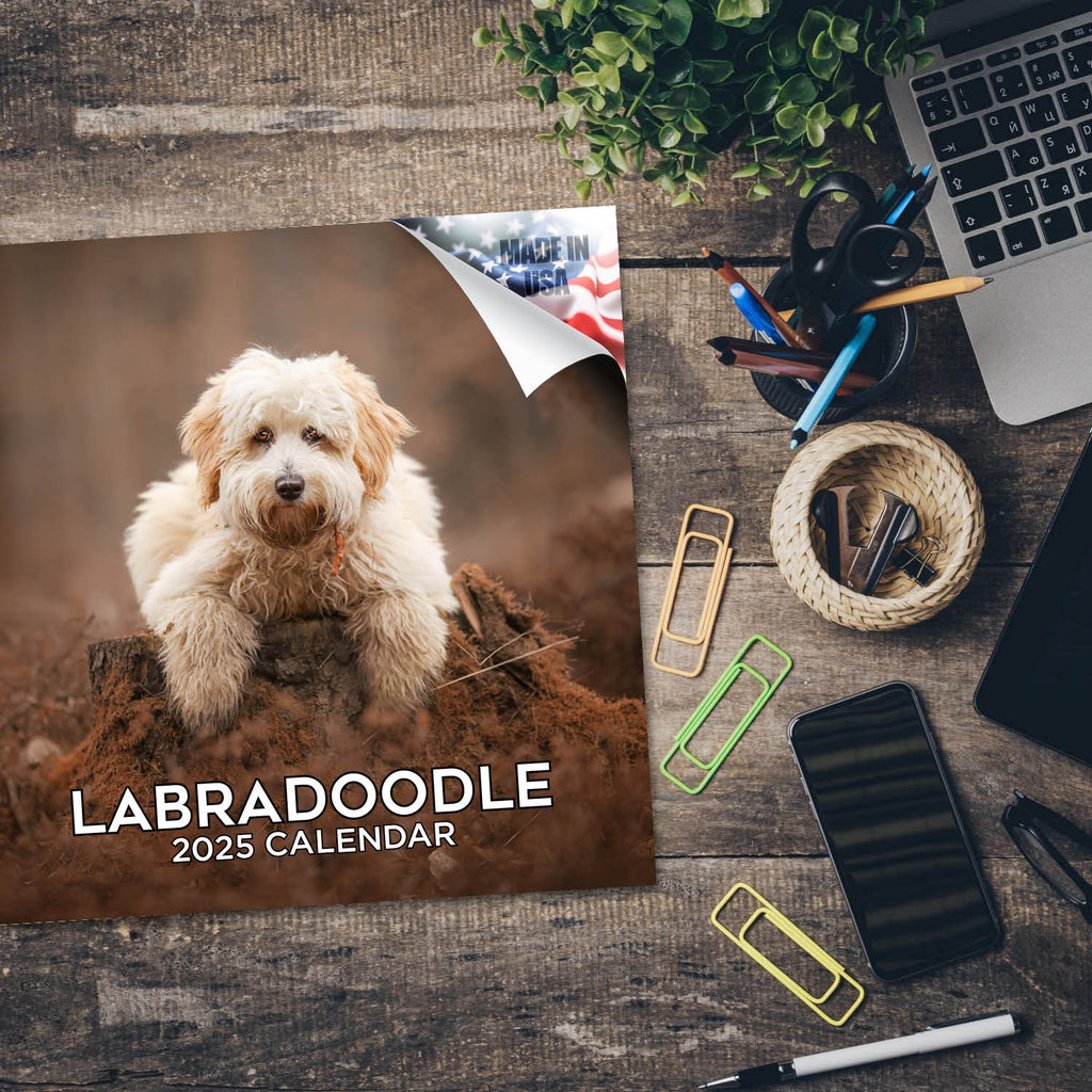 Labradoodle Wall Calendar 2025