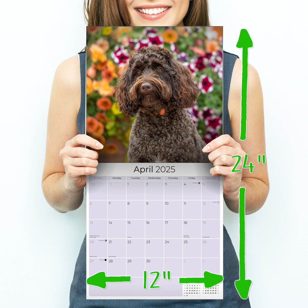 Labradoodle Wall Calendar 2025