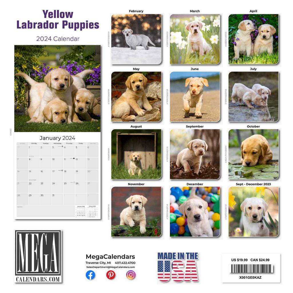 Yellow Labrador Puppies Wall Calendar 2024