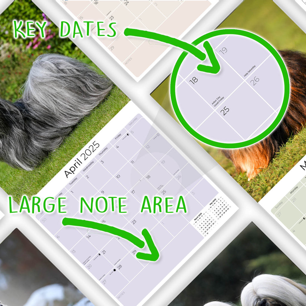 Lhasa Apso Wall Calendar 2025