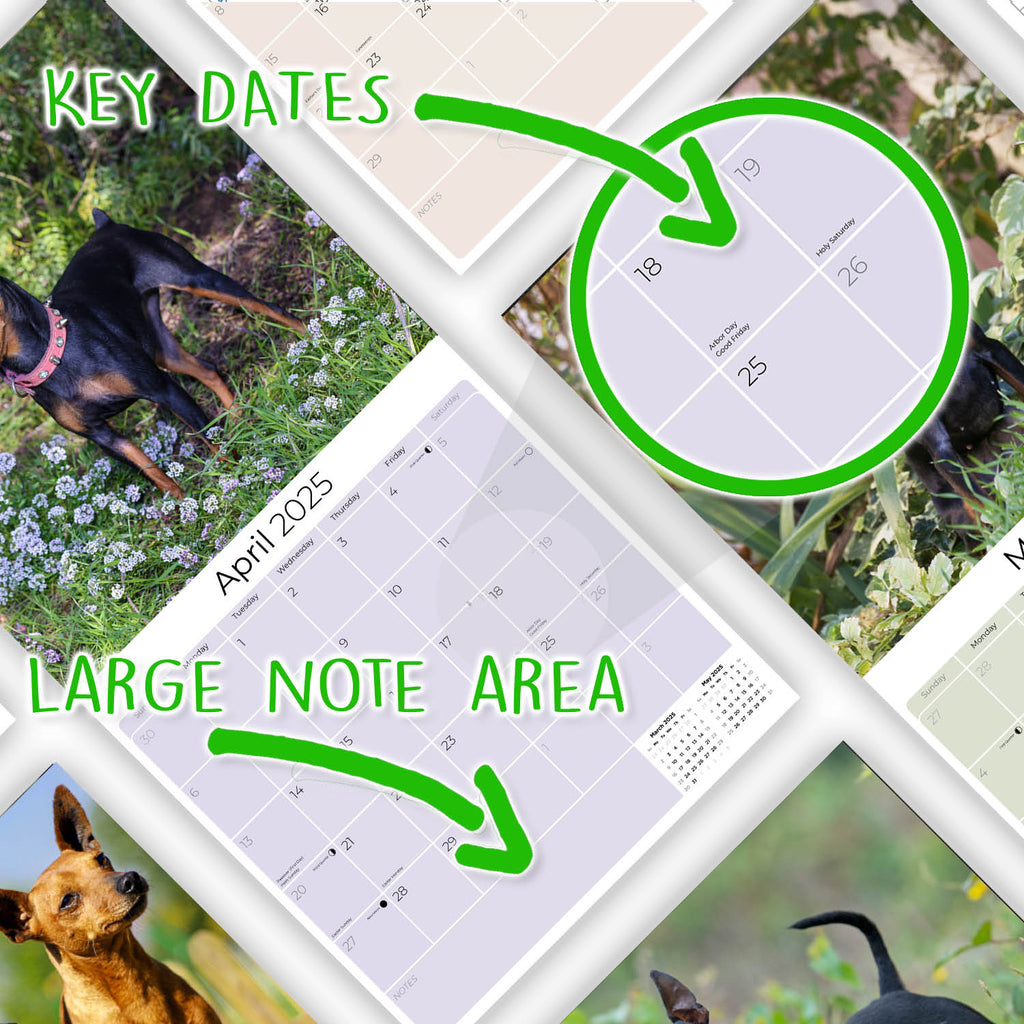Miniature Pinscher Wall Calendar 2025