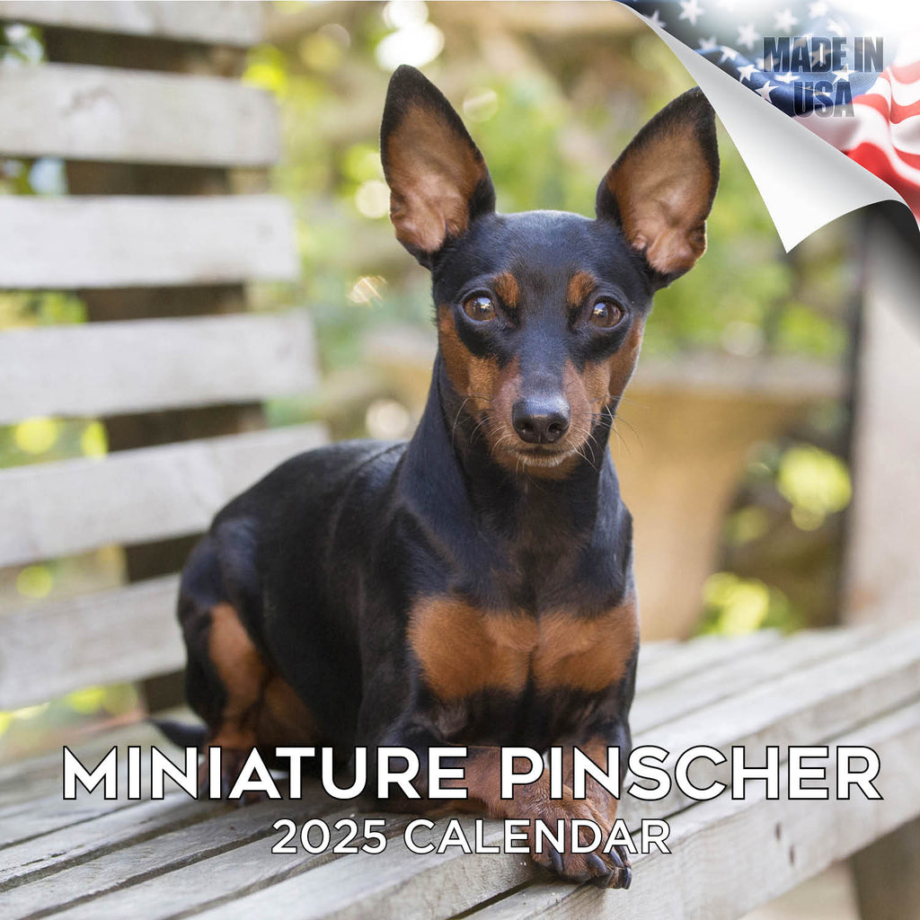 Miniature Pinscher Wall Calendar 2025