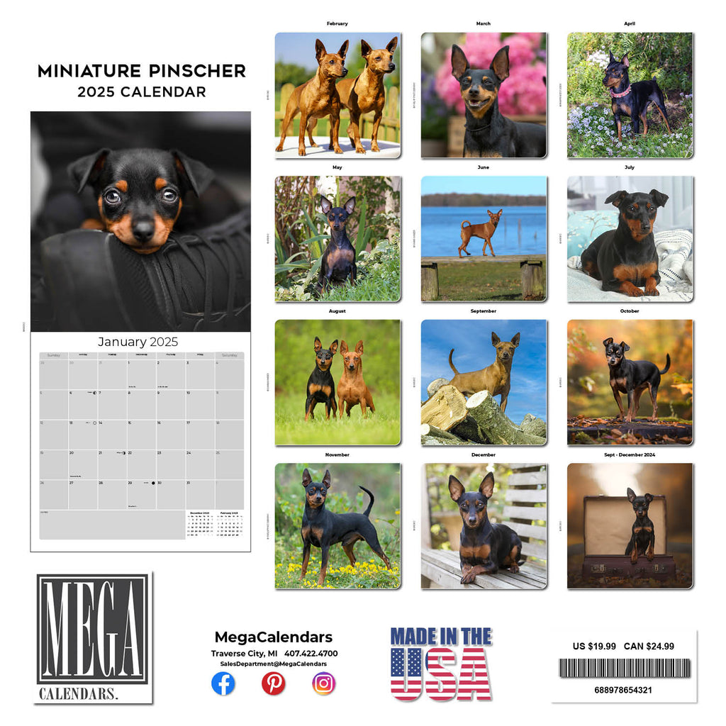 Miniature Pinscher Wall Calendar 2025