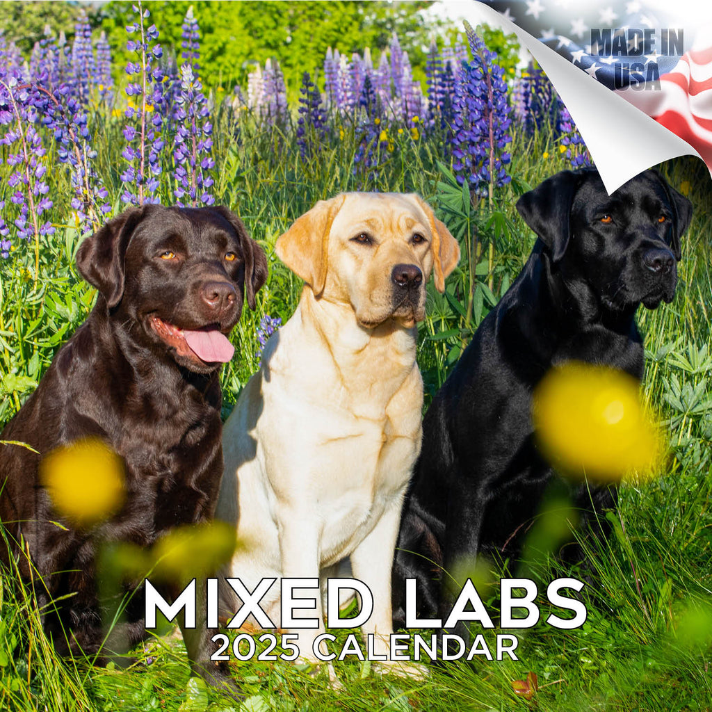 Labrador Ret (Mixed) Wall Calendar 2025