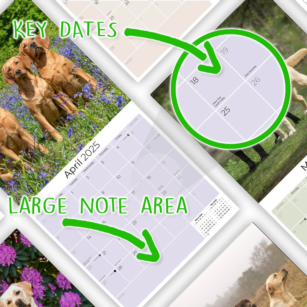 Labrador Ret (Mixed) Wall Calendar 2025