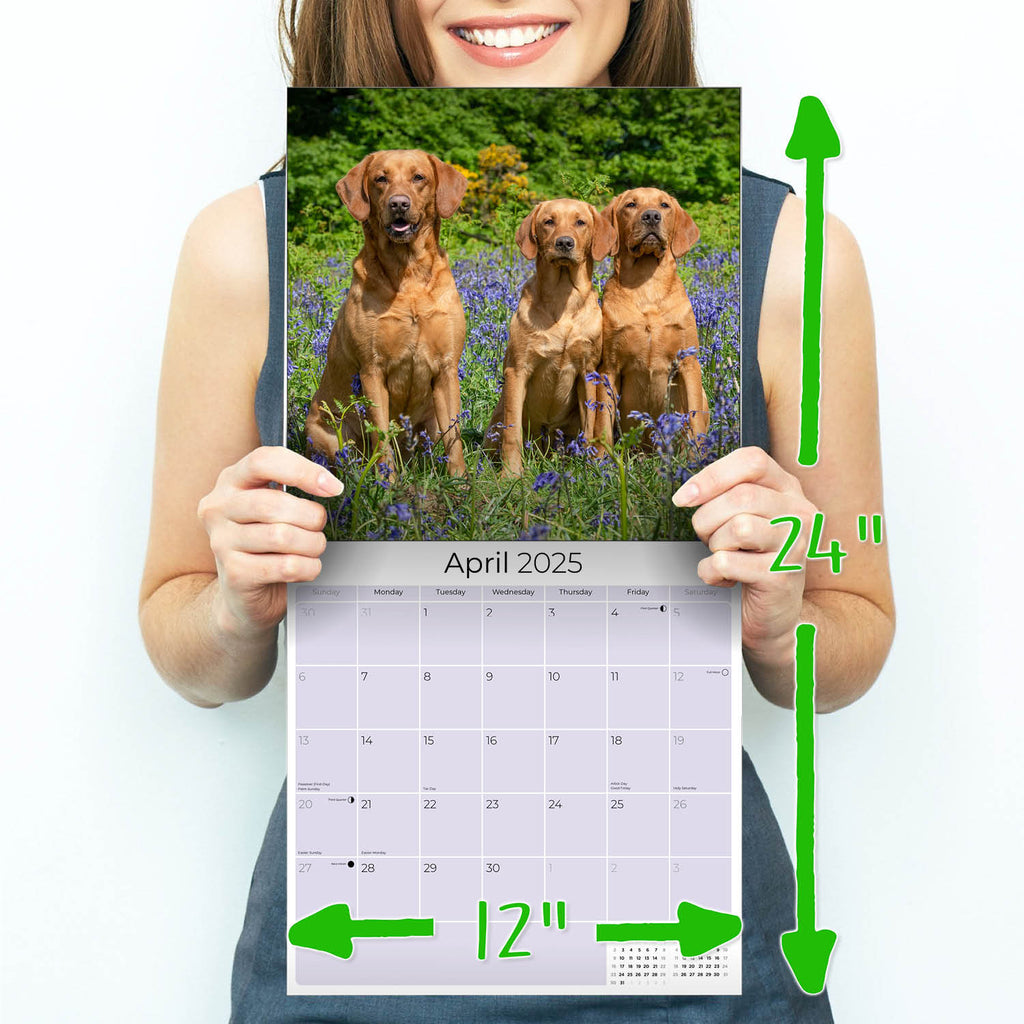 Labrador Ret (Mixed) Wall Calendar 2025