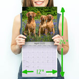 Labrador Ret (Mixed) Wall Calendar 2025