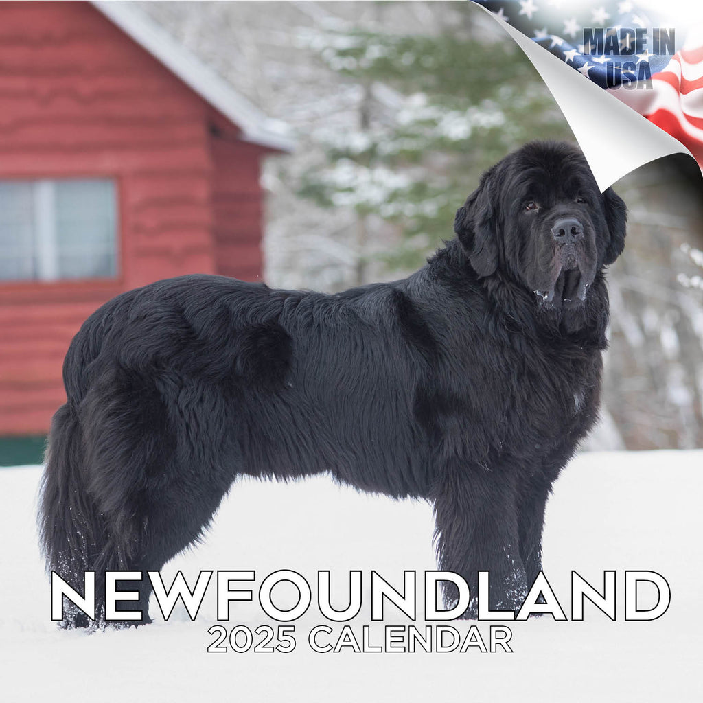 Newfoundland Wall Calendar 2025