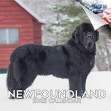 Newfoundland Wall Calendar 2025