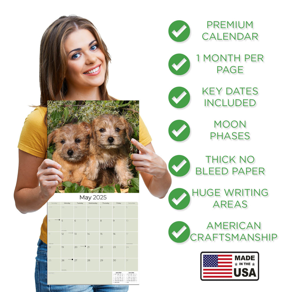 Norwich/Norfolk Terrier Wall Calendar 2025