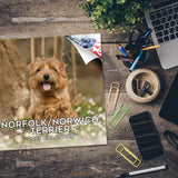 Norwich/Norfolk Terrier Wall Calendar 2025