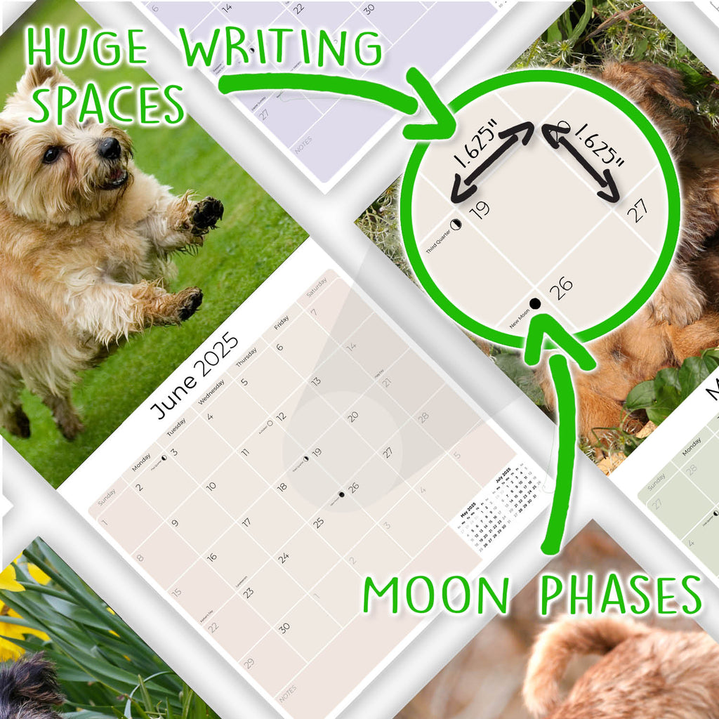 Norwich/Norfolk Terrier Wall Calendar 2025
