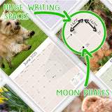 Norwich/Norfolk Terrier Wall Calendar 2025
