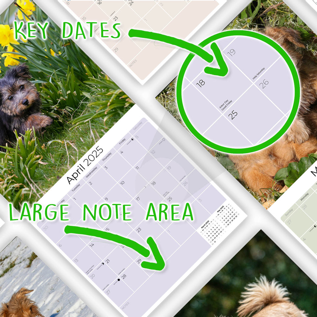 Norwich/Norfolk Terrier Wall Calendar 2025