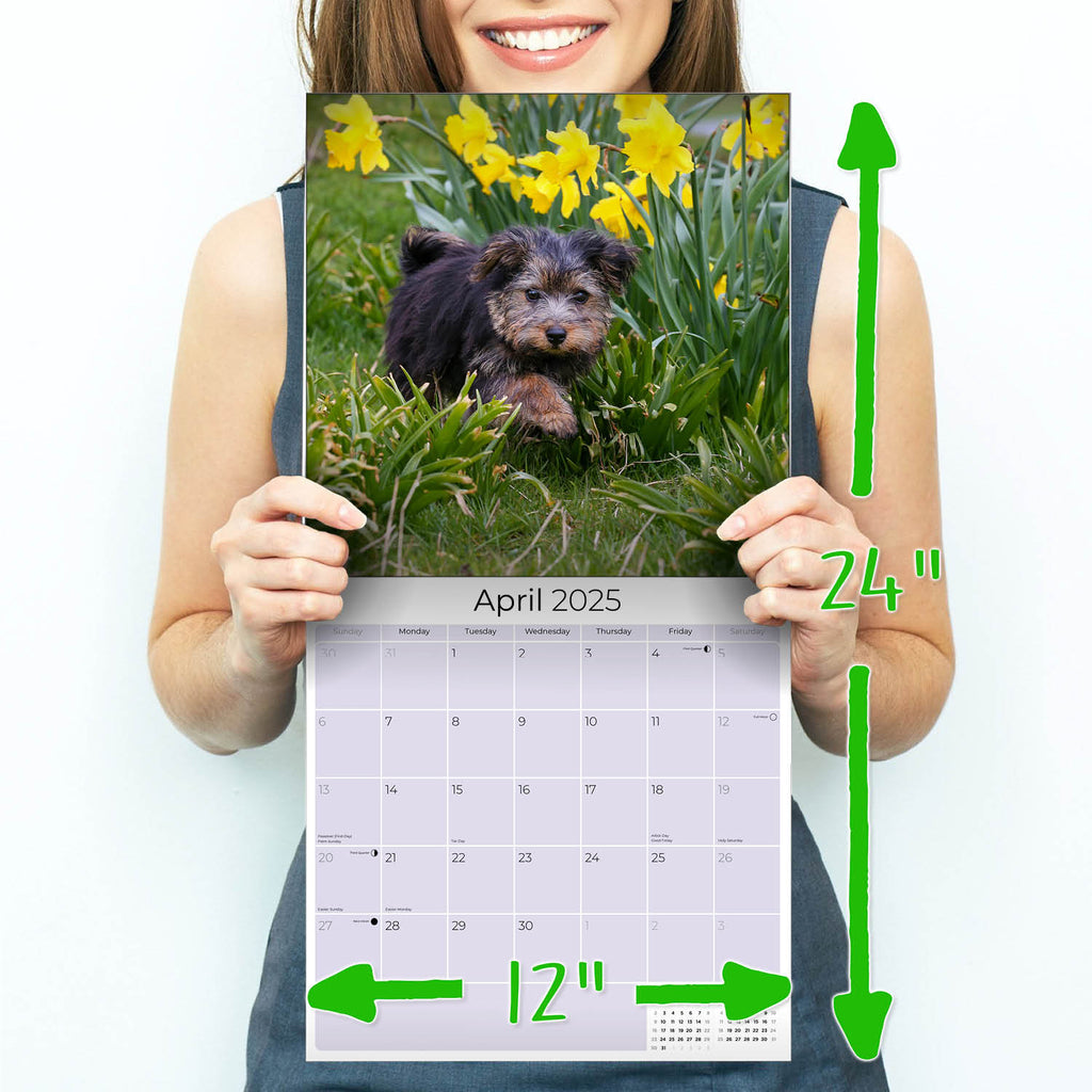 Norwich/Norfolk Terrier Wall Calendar 2025