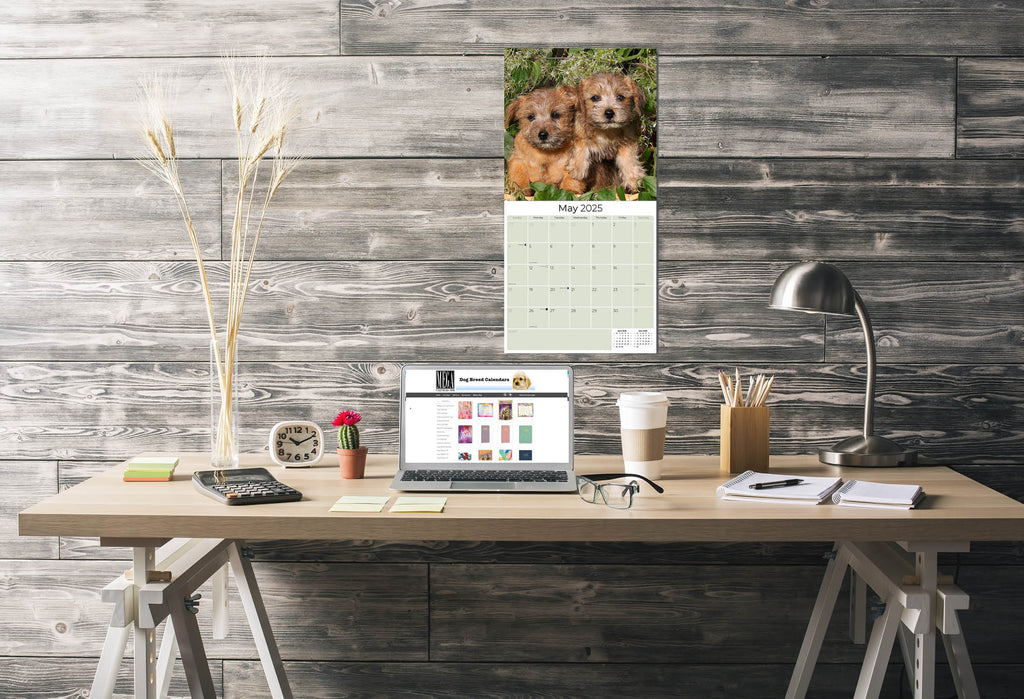Norwich/Norfolk Terrier Wall Calendar 2025