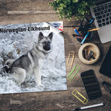 Norwegian Elkhound Wall Calendar 2024
