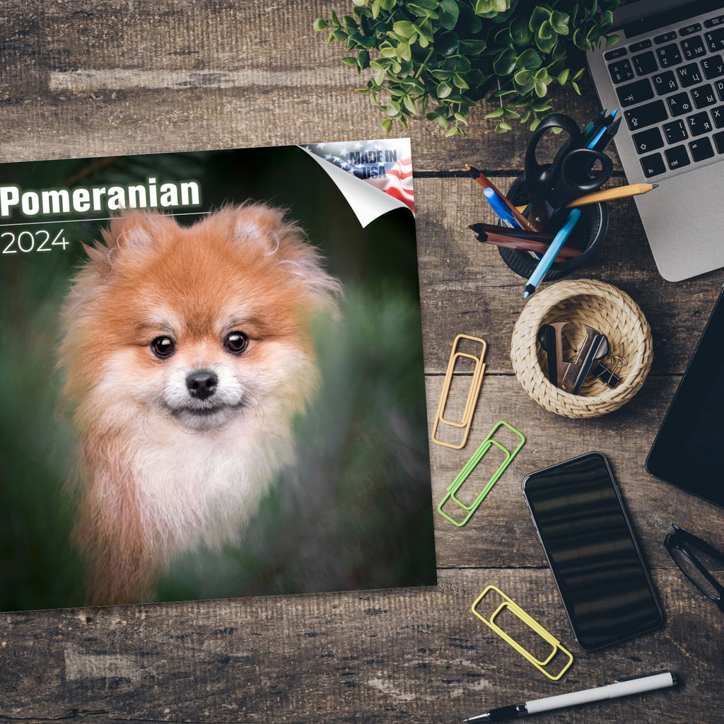 Pomeranian Wall Calendar 2024
