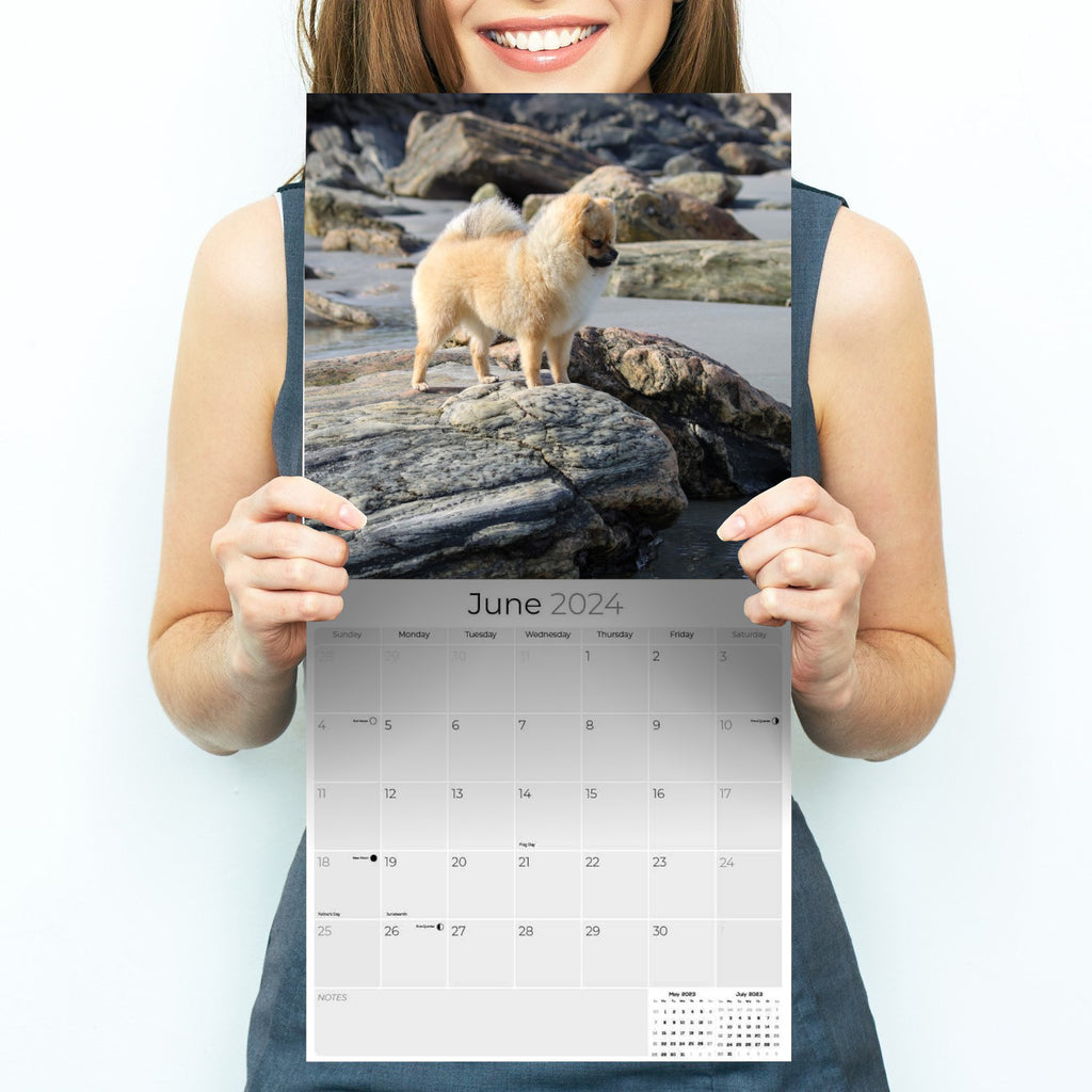 Pomeranian Wall Calendar 2024