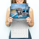 Poodle (Toy & Miniature) Wall Calendar 2024