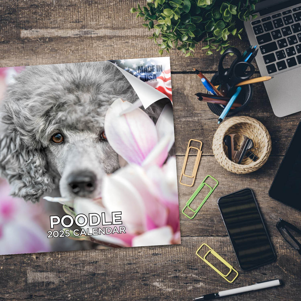 Poodle Wall Calendar 2025