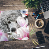 Poodle Wall Calendar 2025