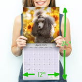Poodle Wall Calendar 2025