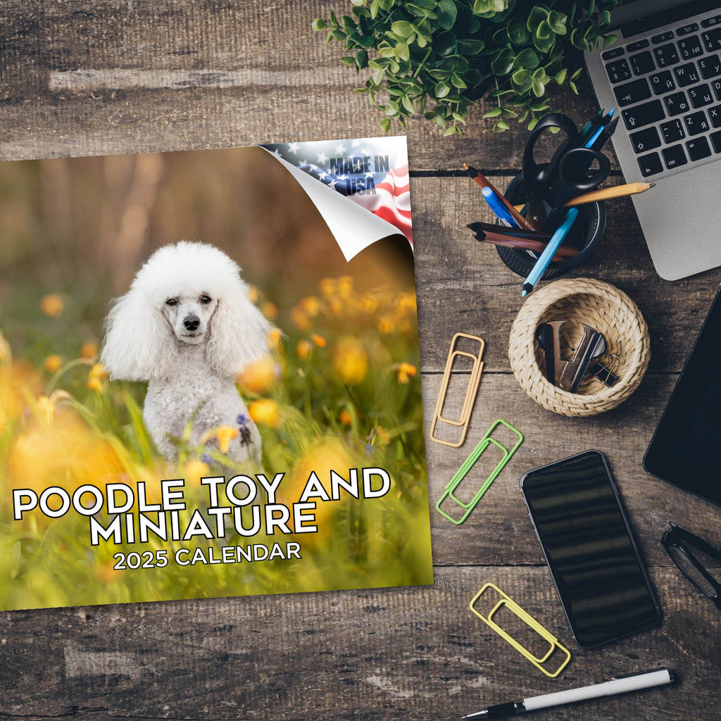 Poodle (Toy & Miniature) Wall Calendar 2025