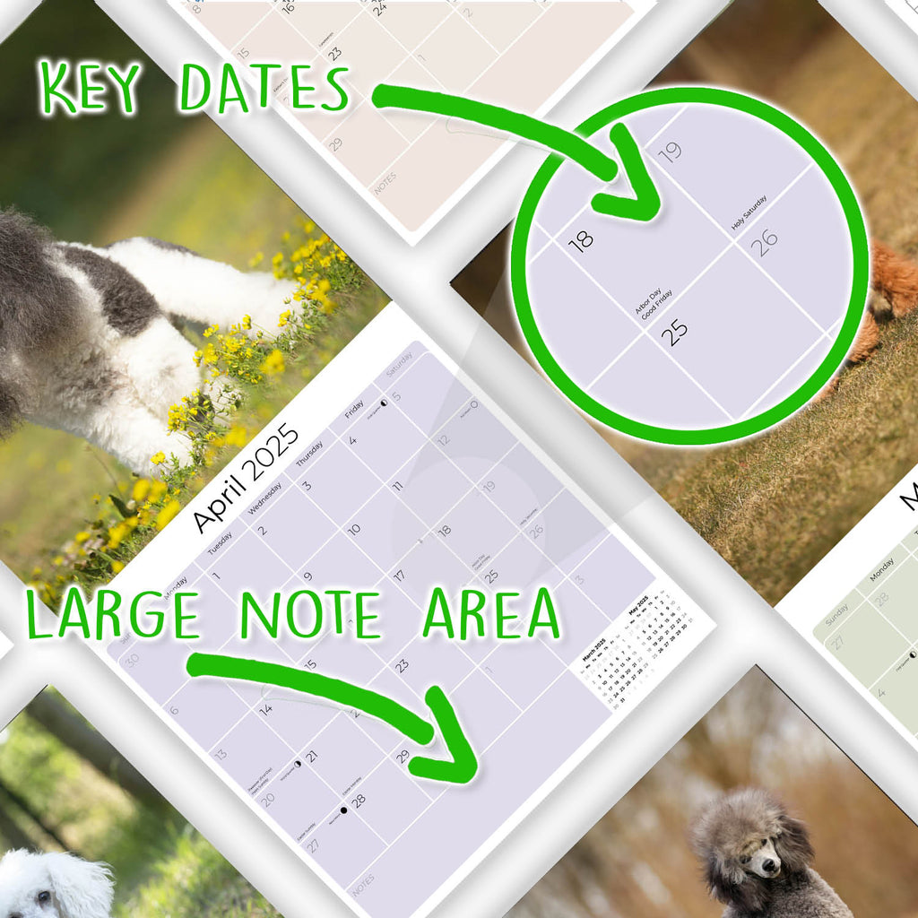 Poodle (Toy & Miniature) Wall Calendar 2025