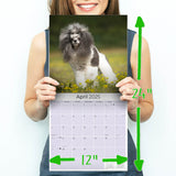 Poodle (Toy & Miniature) Wall Calendar 2025