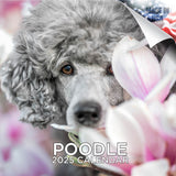 Poodle Wall Calendar 2025