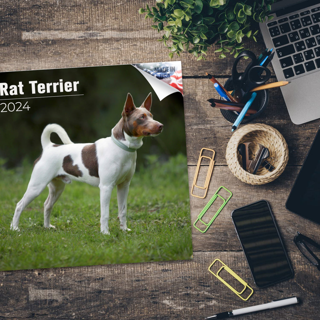 Rat Terrier Wall Calendar 2024
