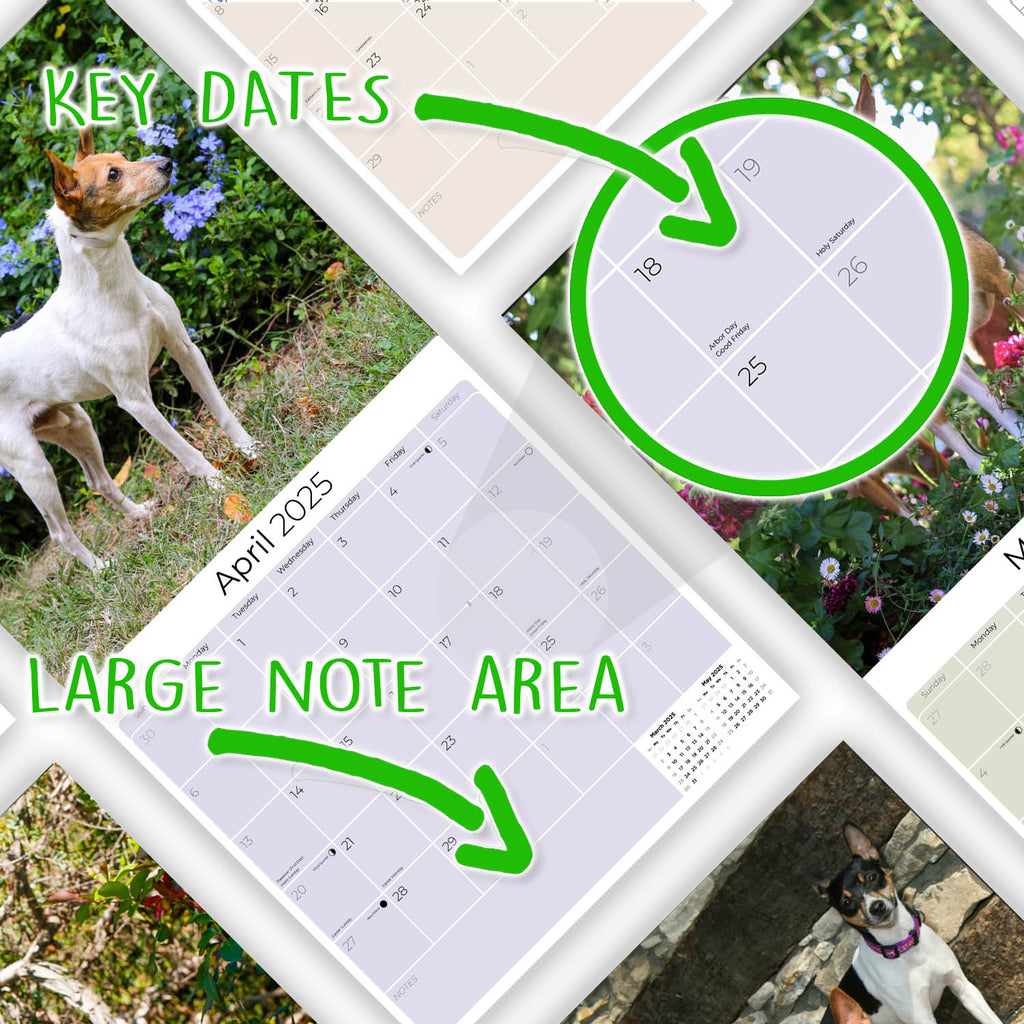 Rat Terrier Wall Calendar 2025