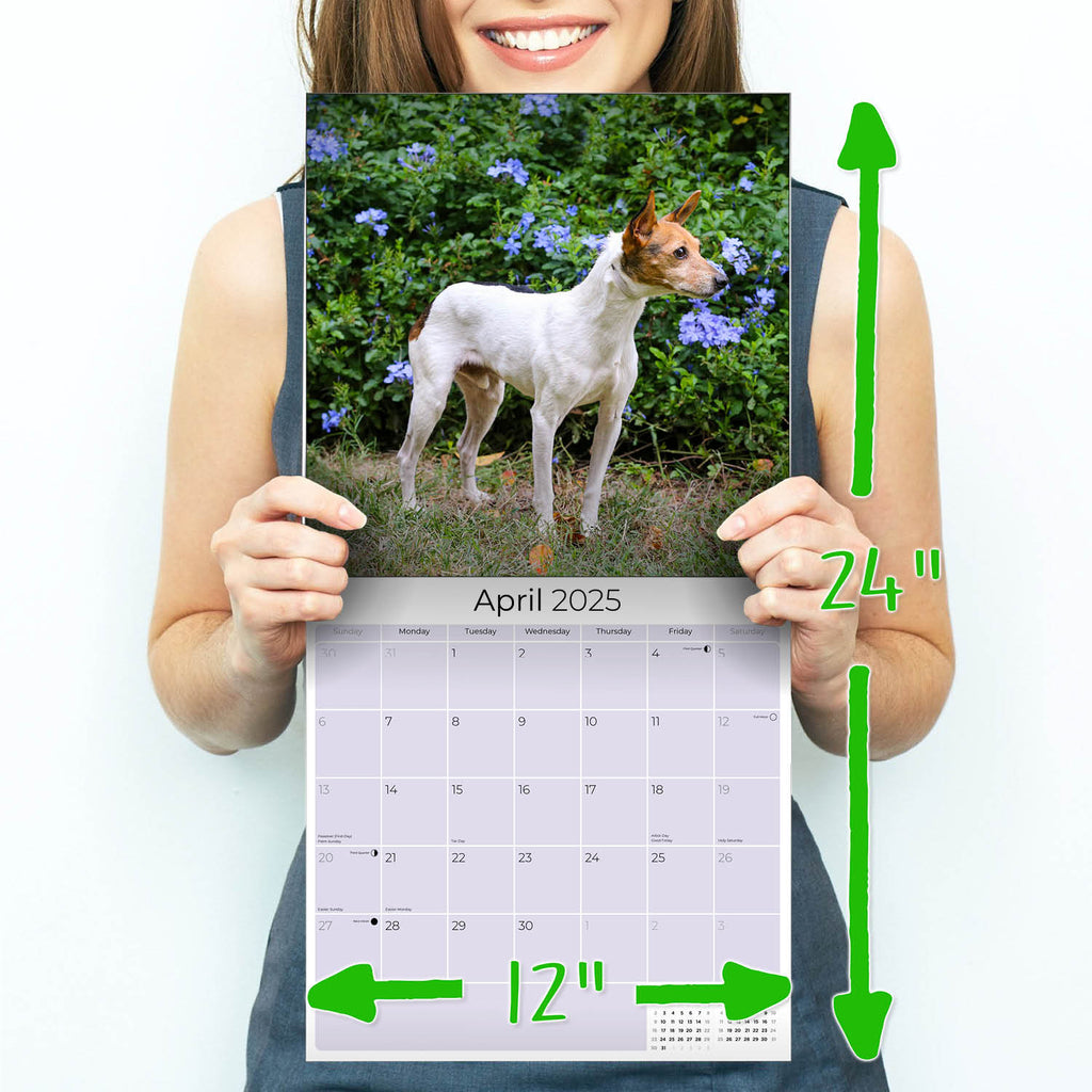 Rat Terrier Wall Calendar 2025