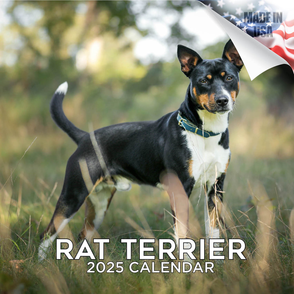 Rat Terrier Wall Calendar 2025