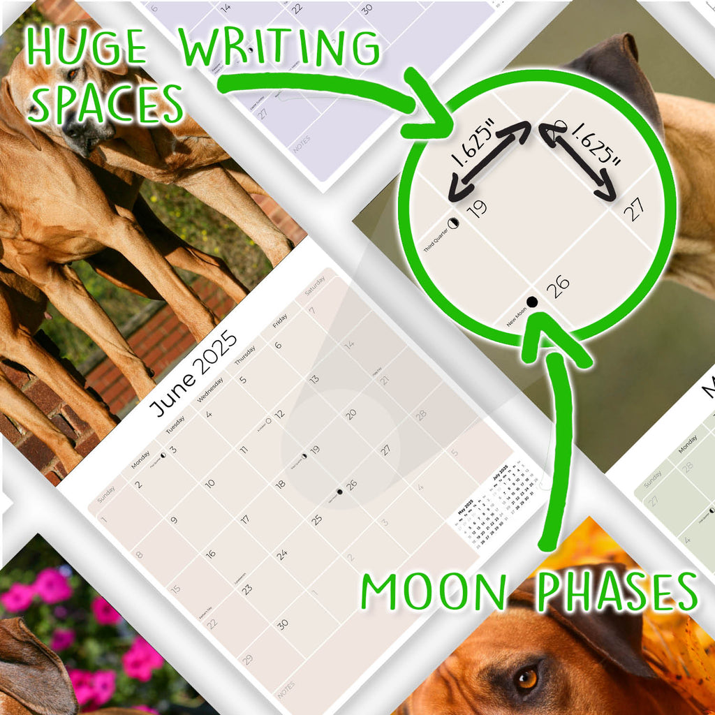 Rhodesian Ridgeback Wall Calendar 2025