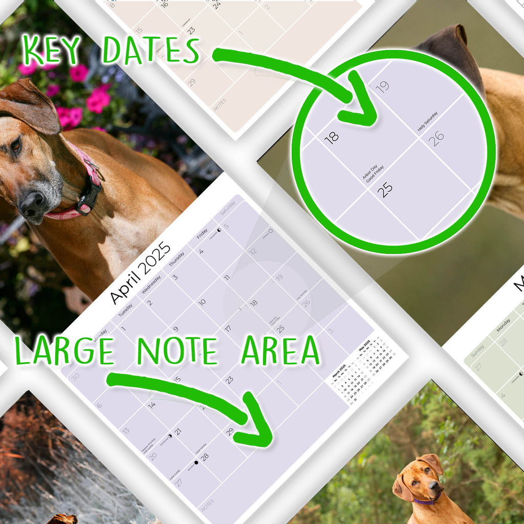 Rhodesian Ridgeback Wall Calendar 2025