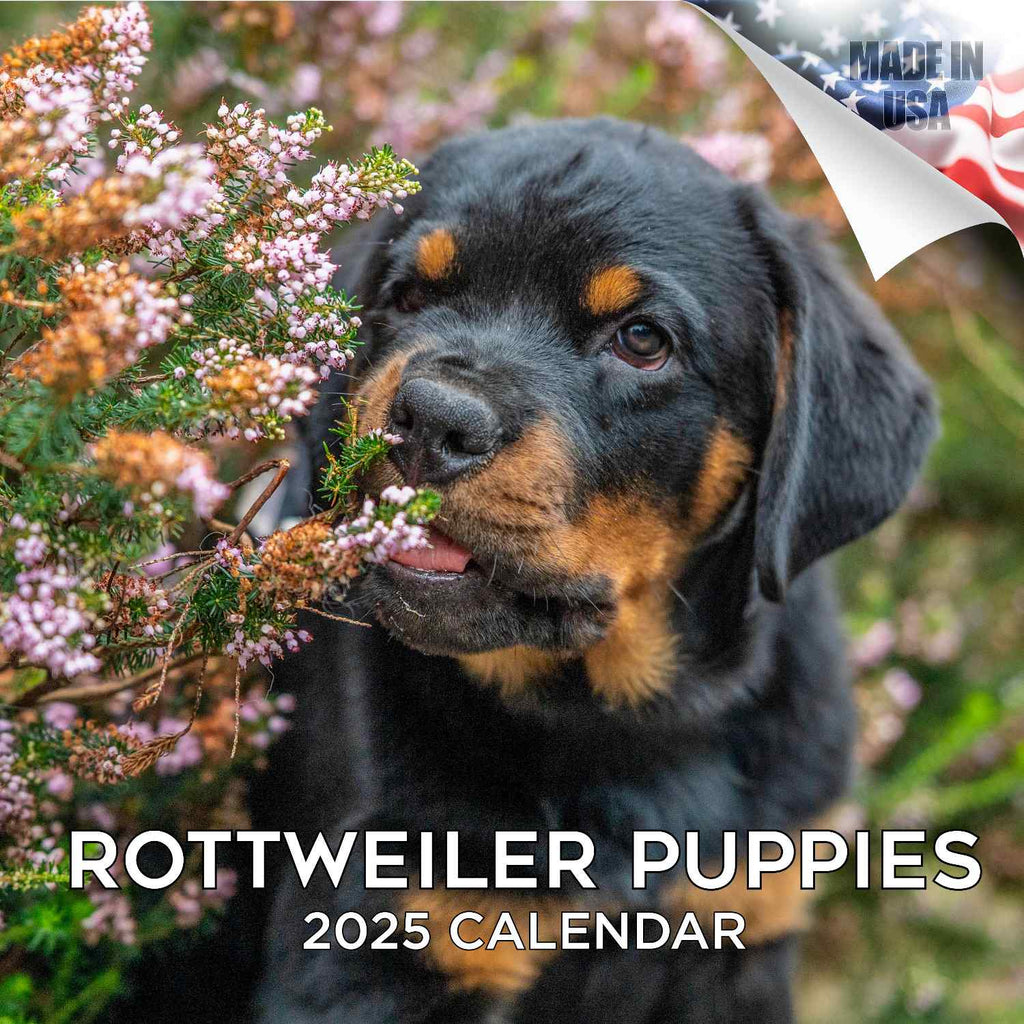 Rottweiler Puppies Wall Calendar 2025