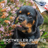 Rottweiler Puppies Wall Calendar 2025
