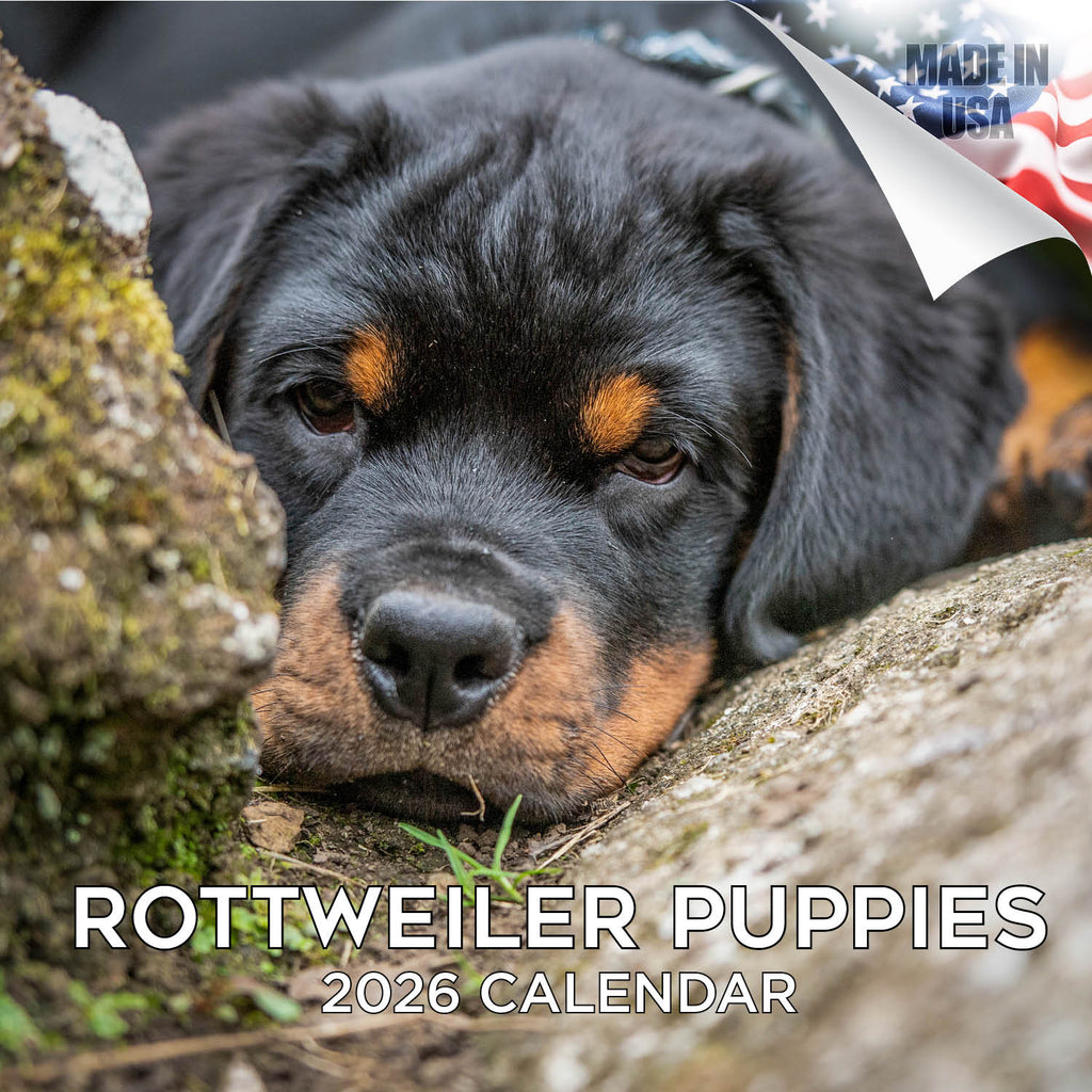Rottweiler Puppies Wall Calendar 2026