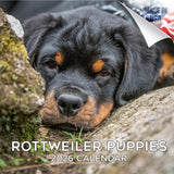 Rottweiler Puppies Wall Calendar 2026