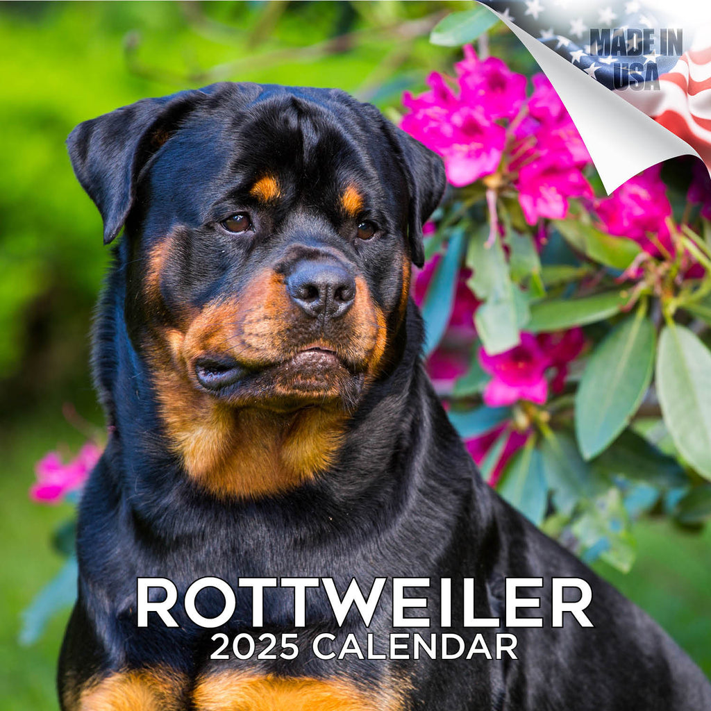 Rottweiler Wall Calendar 2025
