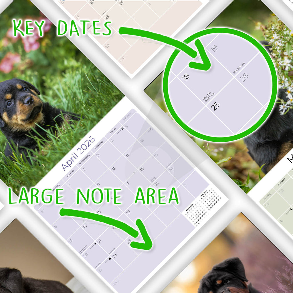 Rottweiler Puppies Wall Calendar 2026