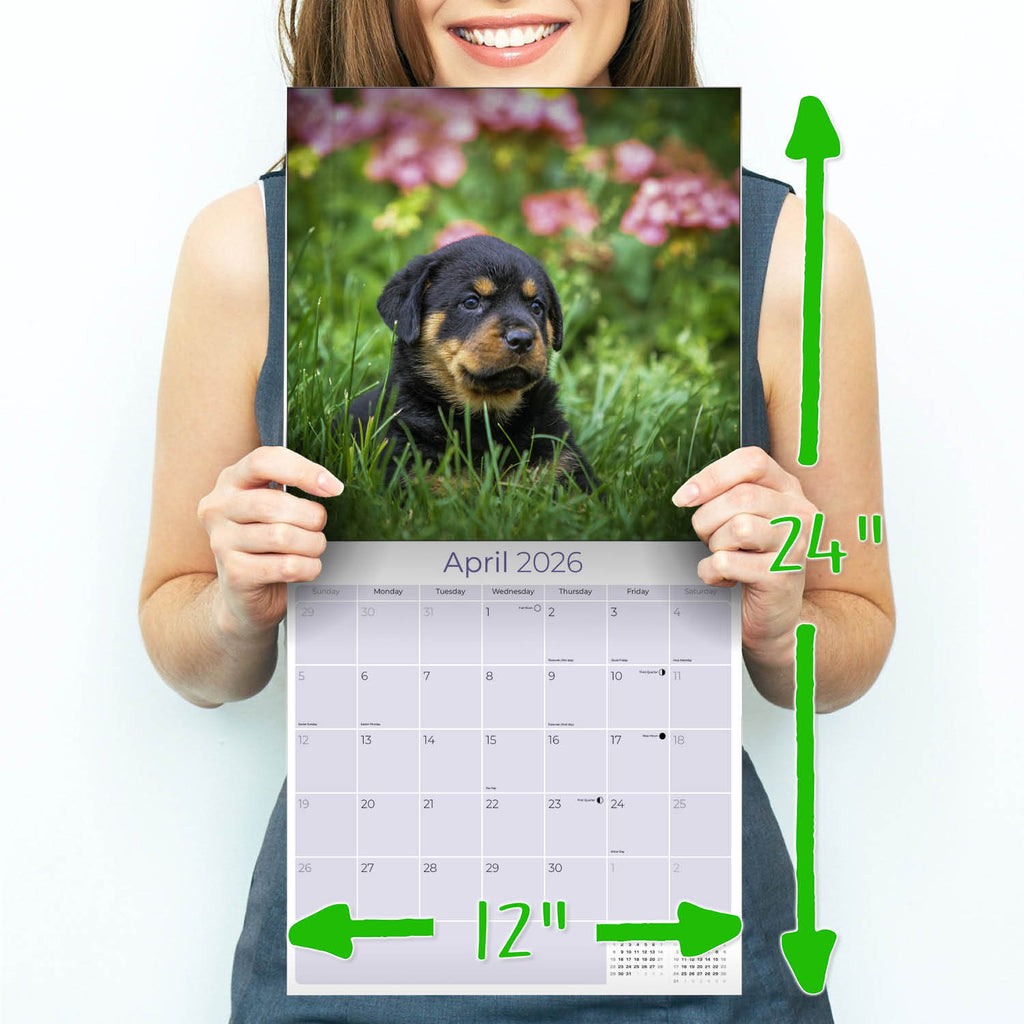 Rottweiler Puppies Wall Calendar 2026