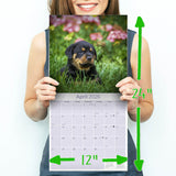 Rottweiler Puppies Wall Calendar 2026