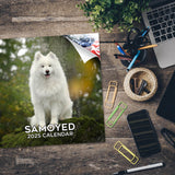 Samoyed Wall Calendar 2025