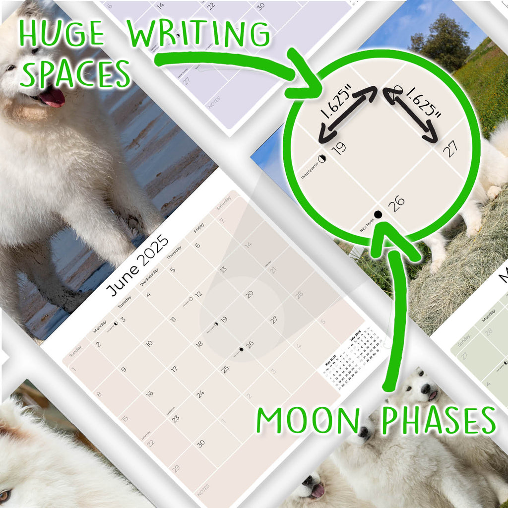 Samoyed Wall Calendar 2025