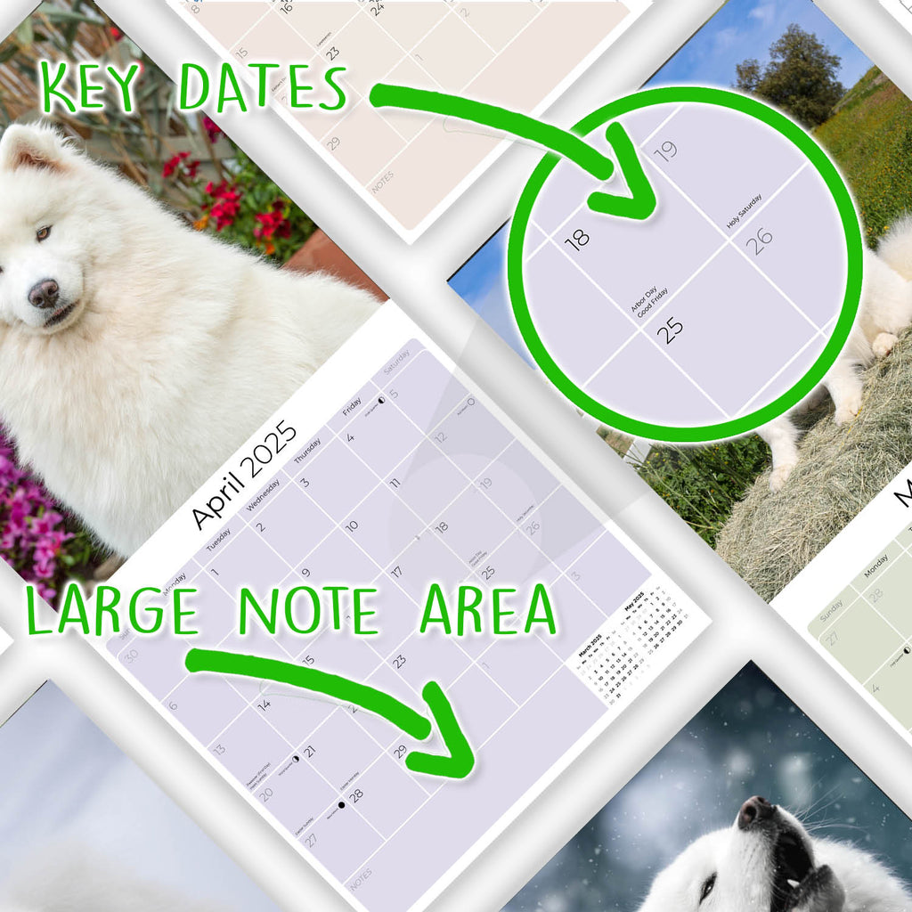 Samoyed Wall Calendar 2025