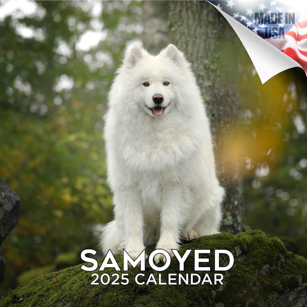 Samoyed Wall Calendar 2025