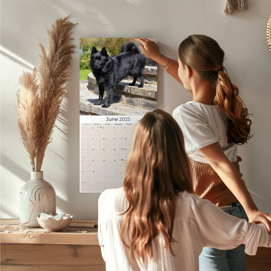 Schipperke Wall Calendar 2025